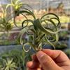 Piña de Aire Planta sin Tierra para Personas Mayores, Hierba de Aire Piña Planta Verde Creativa de Cuatro Estaciones Perenne Colgante de Interior
