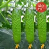 Sementes de Pepino Fruta para Venda no Atacado, Semeadas na Primavera e no Outono, Sementes de Pepino Pequeno Doces e Crocantes, Fácil de Cultivar em Vasos na Varanda e Horta