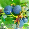 Plántulas de Arándanos con Macetas de Fruta, Plántulas de Fruta para Balcón Plantadas en el Suelo, Siembra en el Sur y el Norte, Plántulas de Arándanos que Dan Fruto en el Mismo Año