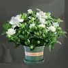 Gardenia fragante, extra grande en maceta, una planta de cuatro estaciones que purifica el aire y puede eliminar el formaldehído, adecuada para fines ornamentales