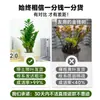 Plantas de Interior, Plantas en Maceta de Árbol del Dinero Grande, Sala de Estar, Fáciles de Cultivar, Plantas Verdes, Bonsái de Cadena de Dinero, Árbol del Dinero Pequeño