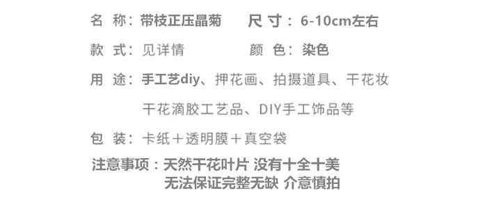 带枝正压晶菊.png