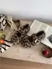 Sapatos Mary Jane Retro Estilo Floresta com Solado Grosso Forrados com Lã para Aumentar a Altura Femininos Outono e Inverno 2025 Mocassins Peludos de Solado Grosso Sapatos de Algodão