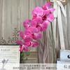 9 Piezas de Película Phalaenopsis Flores Artificiales Simuladas Flores de Seda Auditorio de Bodas Fila de Flores Decoración Floral Adornos de Sala de Estar de Alta Gama