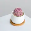 Combinación de Plantas Suculentas Pequeñas en Maceta para Interiores Suculentas Fáciles de Cuidar Plantas Verdes de Escritorio Flores con Maceta Paquete para Principiantes