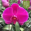 Florindo com botões, orquídeas de sala de estar de outono e inverno, mudas grandes, plantas de interior, fáceis de cultivar em todas as estações