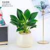 Planta Princesa Verde en Maceta Diamante Dorado Planta de Follaje Verde para Escritorio de Oficina Purifica el Aire y Absorbe Formaldehído Planta de Hoja Grande