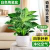 Planta en Maceta Platino Diamante Verde Princesa Pothos de Hoja Grande Flor Planta Hidropónica de Interior Suculenta Oficina Fácil de Mantener y Absorber Formaldehído