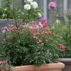 Planta de Rosas para Balcón con Semillas de Rosa, Rosas en Maceta de Fragancia Fuerte Todo el Año, Plantas de Flores Extra Grandes para Balcón y Patio