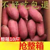Enviado directamente desde el origen: Batatas super dulces, jugosas y de pulpa dulce. Camotes frescos de la Academia de Ciencias Agrícolas. Al por mayor