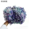 Flores de Hortensia Secas con Degradado Grande Hortensias Conservadas Cabezas de Flores Grandes Color Mixto Multicolor Hortensias Secas Decoración del Hogar Materiales Florales