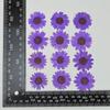 Flores Secas, Flores Reales, Flores Eternas, Flores Prensadas, Accesorios para Joyería de Resina, Girasoles, Flores Prensadas, Crisantemos de Cristal, Kit de Materiales DIY de 25-35 mm
