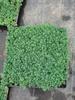 Sedum Chino Premium Hierba Buda Dorada Hierba Nieve Delgada Hierba Buda Hoja Dorada Maceta Planta Cubresuelos Flor Resistente al Frío Hierba Espejo