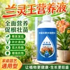 Fertilizante Nutritivo Especial para Orquídeas Lanlingwang, Promotor Autêntico de Germinação e Floração, Adequado para Clívias, Falenópsis e Outras Orquídeas, Fórmula Multi-Flecha