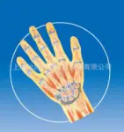 手关节剖面模型