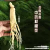 Modelo de Especimen Herbal Material Didáctico Polygonatum, Ginseng Falso, Ganoderma Lucidum Exhibición, Cordyceps Accesorios Ventana