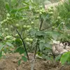 Venta Dropshipping de Plántulas de Nogal y Frutales para Plantar en el Norte y Sur, Plántulas de Pecana 8518 Injertadas de Planta Directa de Cáscara Delgada y Piel de Papel