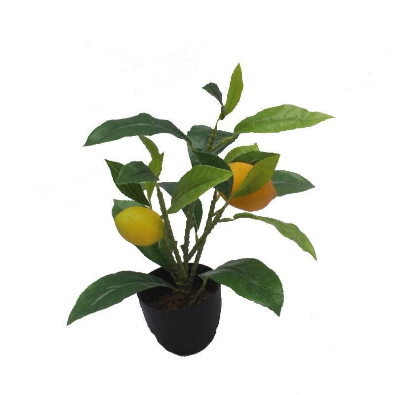 XRB-278 单枝柠檬6叉21叶2果4.jpg