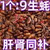 Pupas de Gusano de Seda Crujientes Especialidad de Shandong Listas para Comer Snacks de Carne Alta en Proteínas Snacks Crujientes Listos para Comer Venta al por Mayor