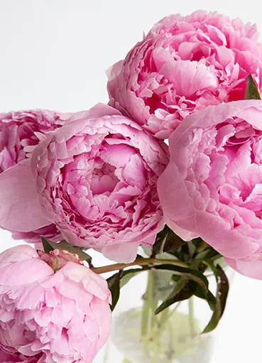 Peony-Flower-Poster-Nordic-Blu