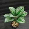 [Hojas de Melocotón Corazón Pequeñas de 9 Cabezas] Flores Artificiales Simuladas, Plantas Verdes, Plantas en Maceta, Decoración de Pared, Hojas de Planta, Arreglos Florales y Materiales de Fondo