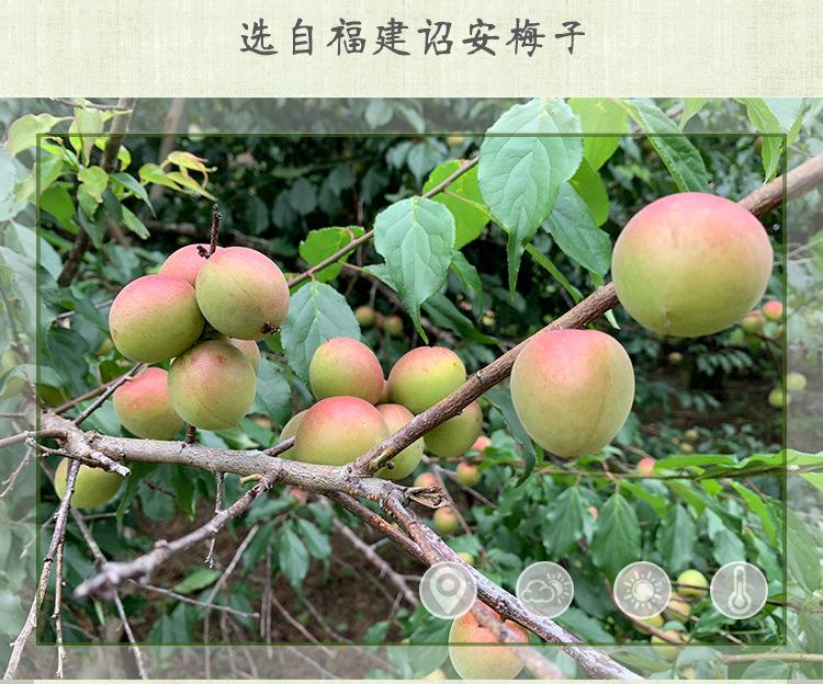 冰梅酱详情 (4).jpg?x-oss-process=image/format,png