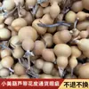 Preço Baixo Atacado de Fábrica Cabaza Natural Crua com Imperfeições, Cabaza Pequena Artesanal para Artesanato