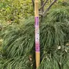 Campanillas de Viento Naturales Importadas de Indonesia Hechas de Cáscaras de Fruta con Documentación Completa, Nicho DIY, Artículos Dañados Devolubles/Intercambiables, Limpio, Agujeros Grandes de 0.2cm