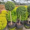 Árbol Lollipop Brillante de Ligustro con Forma de Corazón Árbol de Cera de Sichuan y Yunnan Ciprés Azul Hielo Flor Luminosa de Limón Planta Espejo Planta en Maceta
