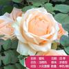 Flor Grande Rosa Rosa Enredadera Rosa Flor de Luna Europea Plántula Planta Trepadora Floración Multiestacional Patio Balcón Maceta Plantas Verdes Florales