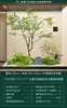 Escenario de Exhibición de Ventana Pieris Japonica Simulada Planta Interior de Gama Alta Arce Japonés Biomorfo Planta Verde Decoración Árbol Artificial Grande Paisaje