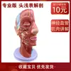 Modelo de estrutura da pele facial estrutura hierárquica do corpo humano ampliado microacupuntura agulha de acupuntura display de prática ensino