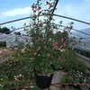 Plántulas de Flor de Hibisco Piruleta, Plantas en Maceta para Balcón y Jardín, Plantas Resistentes al Frío, Tolerantes al Calor, Fáciles de Cuidar, Florecen Todo el Año