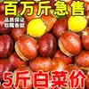 Castañas Frescas 2025 Castañas Nuevas 2.5kg Frescas de Granja Recién Recogidas Castañas Peludas Castañas de Aceite Castañas Grandes No Mianxi 1