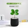 Planta em vaso Árvore de Ferro Mexicana trevo de quatro folhas, planta verde de interior para escritório, flor de humor para mesa de escritório, para creche volta às aulas