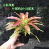 Piña Linda Colorida Piña Selva Tropical Tanque de Agua y Tierra Ecológico Plantas Acuáticas Terrario para Reptiles Paisajismo Plantas Epífitas de Uso Común