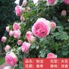 Plántulas de rosa, enredaderas trepadoras, plantas de floración de cuatro estaciones, enredadera, rosa, flor en maceta, flor extra grande, exterior, balcón, plantas verdes