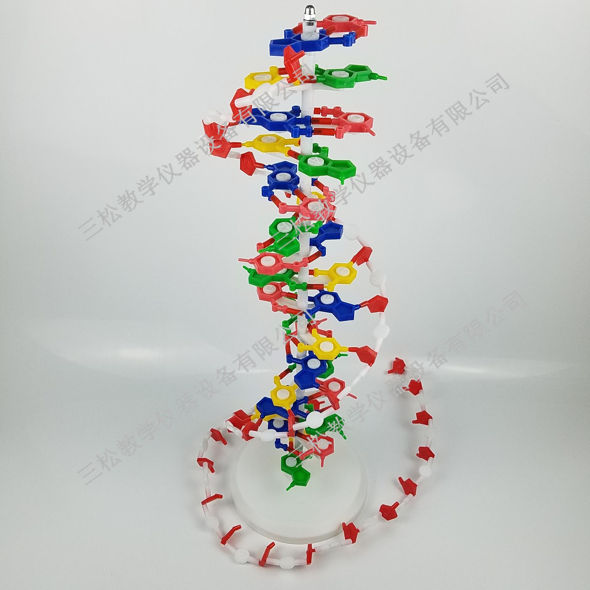 DNA结构模型细节图1_副本