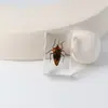 Especímenes Delgados de Insectos Reales, Adornos de Escritorio de Animales Reales, Escorpiones, Tortugas Doradas, Cigarras, Materiales Didácticos para Niños, Manualidades de Resina