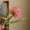 Plástico de Simulação Flor de Crisântemo Garra de Caranguejo Almofada de Alfinetes Flor Fotografia de Casamento Decoração de Casa Floricultura Flor Artificial Flor de Crisântemo Garra de Caranguejo Artificial