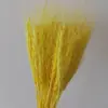 Pequeña Cola de Conejo de Caña Hierba Flor Inmortal Ramo DIY Producto Terminado Decoración Flor Real Adornos de Instagram Hierba de la Pampa Flores Secas Transfronterizo