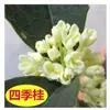 Mudas de Árvore de Osmanthus Nativo Quatro Estações de Osmanthus Flores Grandes em Agosto Pátio Nativo Jindan Tianxiang Taige Agarwood Em Vaso