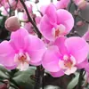 Las plántulas de Phalaenopsis son fáciles de cultivar en todas las estaciones. Plantas Verdes y Flores en Maceta para Balcón de Oficina en Interiores Fáciles de Cultivar