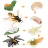 Juego de 8 Figuras del Ciclo de Vida de Insectos PVC Modelos Educativos Libélula Avispa Oruga y Más Etapas de la Vida de los Insectos Figuras de Animales Realistas para