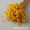 [Flor Estrella Pequeña Brasileña de Yunnan] El Más Vendido Transfronterizo Paquete de Materiales Hechos a Mano para Bricolaje Arreglo de Flores Secas Fuente para Fotografía Fabricante