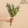 Hoja de Dinero Eucalipto Ramo Flores Artificiales Fabricante Decoración del Hogar Ramo de Boda Pared de Flores Rosas Flores Falsas Transfronterizas