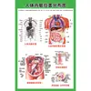 Estructura Promocional Diagrama Sistema Diagrama Esquemático Anatomía Médica Órganos Humanos Cartel de Pared Corazón Órganos Internos Hospital Cuerpo Humano