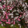 Ciruelo en Maceta Interior Perfumado Ciruelo de Invierno Bonsái Ciruelo Rojo Pila Vieja Balcón Patio Plantas Resistentes al Frío Fáciles de Cultivar