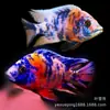 Pez Cíclido de Tres Lagos Línea Negra Príncipe Pez Vivo, Tamaño Pequeño a Mediano, Fácil de Mantener, Resistente, Pez Ornamental Tropical, Cíclido Caballo, Cíclido Tang, Pez de Agua Dulce