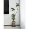 Planta Verde Grande en una Maceta de Madera de Pata de Pato, Adecuada para Sala de Estar y Oficina, Fácil de Cuidar en Todas las Estaciones, También Adecuada para Dormitorio
